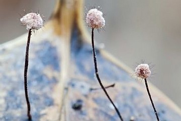 Primer premio - Concurso fotografa 2012