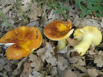 Russula aurea