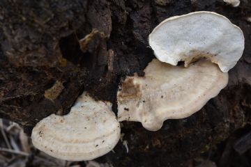 Postia tephroleuca