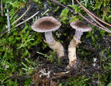 Dissoderma paradoxum (Squamanita paradoxa)