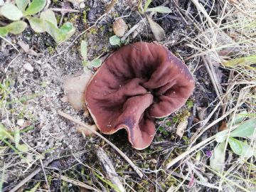 Gyromitra perlata