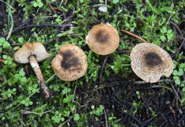 Lepiota griseovirens