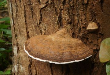 Ganoderma adspersum