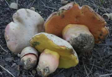 Rubroboletus pulchrotinctus