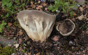 Helvella retinervis