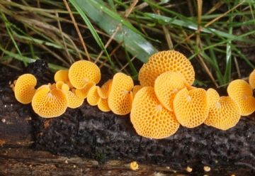 Favolaschia calocera