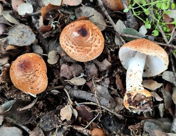 Lepiota ochraceofulva