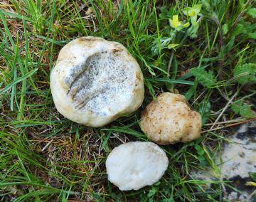 Terfezia albida