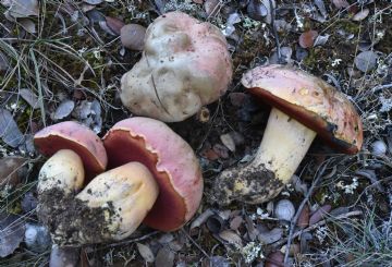 Rubroboletus lupinus