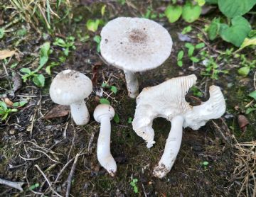 Leucoagaricus griseodiscus