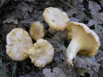 Cantharellus pallens