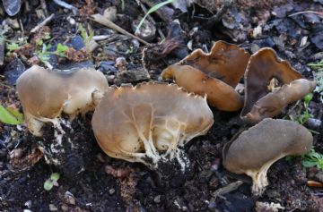 Helvella acetabulum