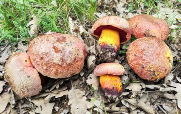 Imperator luteocupreus (Boletus luteocupreus)