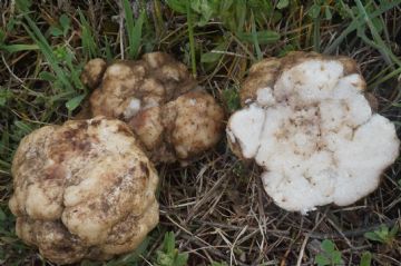 Tuber gennadii