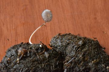 Coprinopsis cordisporus-basidiomas maduros