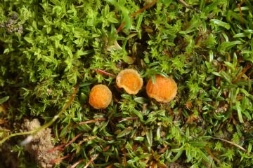 Lamprospora hispanica