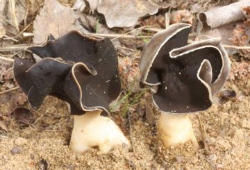 Helvella monachella