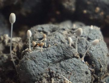 Narcissea cardiaspora