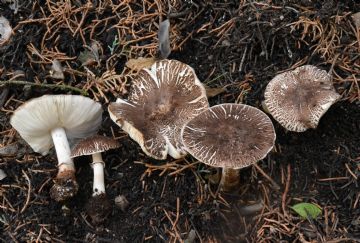 Leucoagaricus pseudopilatianus