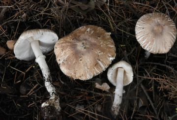 Leucoagaricus purpureolilacinus