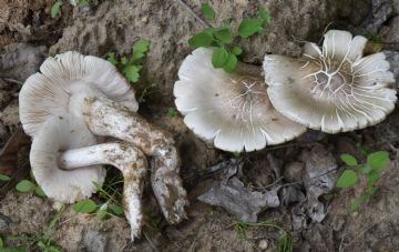 Pluteus petasatus