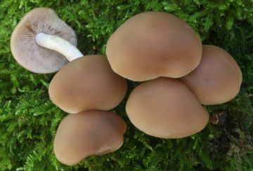 Psathyrella spadicea