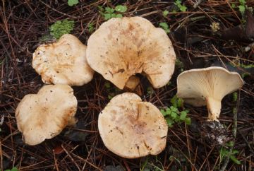 Clitocybe amoenolens