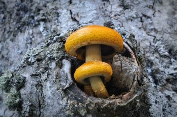 Autor: Jos Luis Garca Larred (Soria). segundo premio del XVIII concurso fotogrfico. Ao 2017