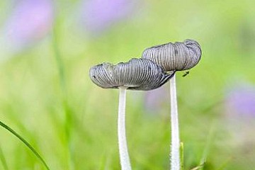 Autor: Alfredo Lpez de Arbina (Cantabria). Primer premio del XVIII concurso fotogrfico. Ao 2017