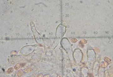 Leucoagaricus purpureolilacinus -queilocistidios ( Autor: Augusto Calzada )