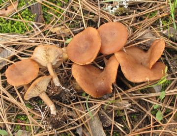 Rhizocybe vermicularis ( Autor: Augusto Calzada )