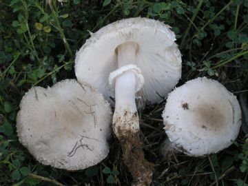 Leucoagaricus barssii ( Autor: Augusto Calzada )