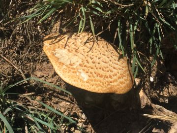 Polyporus squamosus ( Autor : Augusto Calzada )