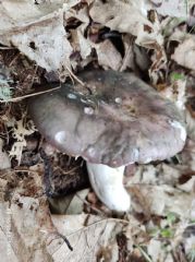 Russula cyanoxantha (Autor : Felipe Alonso)