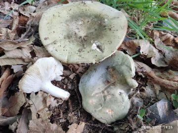 Russula cyanoxantha for.peltereaui ( Autor : Felipe Alonso )