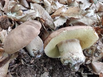 Boletus reticulatus 3 ( Autor : Felipe Alonso )