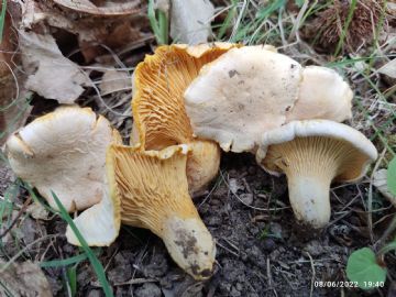 Cantharellus pallens ( Autor : Felipe Alonso )