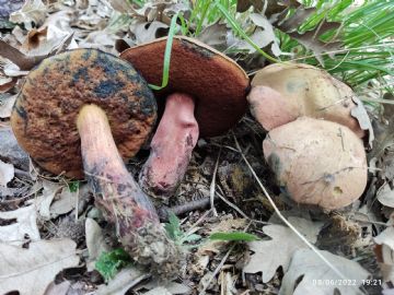 Neoboletus erythropus  ( Autor : Felipe Alonso )