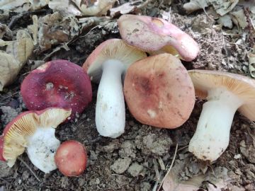 Russula rubroalba 3 ( Autor :  Felipe Alonso )