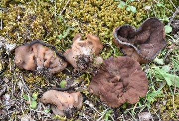 Gyromitra perlata ( Autor : Augusto Calzada )