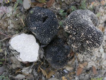 Tuber aestivum ( Autor : Augusto Calzada )