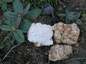 Tuber oligospermum ( Autor : Augusto Calzada )