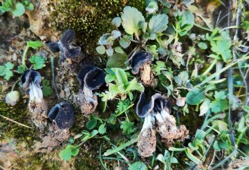 Helvella iberica ( Autor: Augusto Calzada )