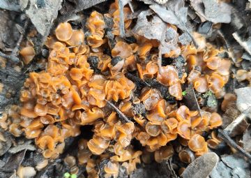 Sphaerosporella brunnea ( Autor: Augusto Calzada)