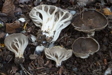 Helvella calycina ( Autor : Augusto Calzada )