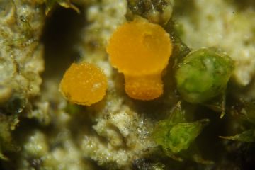 Octospra gyalectoides 2 ( Autor : Augusto Calzada )