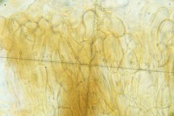 Anthracobia macrocystis-Pelos margen apotecio ( Autor : Augusto Calzada)