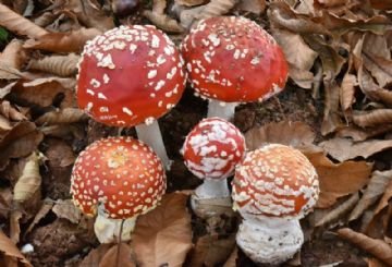 Amanita muscaria ( Autor : Augusto Calzada )