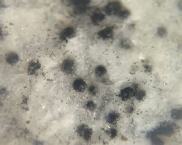 Microthecium zobelii (parasitando gleba  de Picoa lefebvrei) ( Autor : Augusto Calzada )