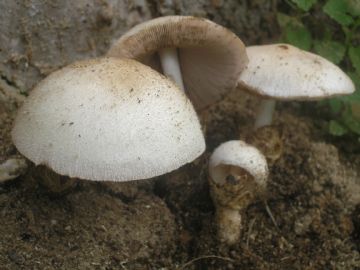 Volvariella bombycina ( Autor : Augusto Calzada )